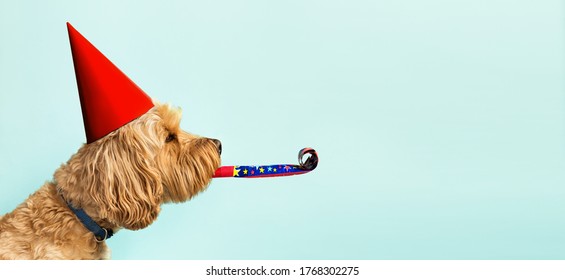 Cute dog celebrating with red pary hat and blow-out against a blue background and copy space to side - Shutterstock ID 1768302275