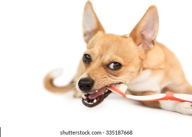 Cute Dog Chewing On Toothbrush On White Background