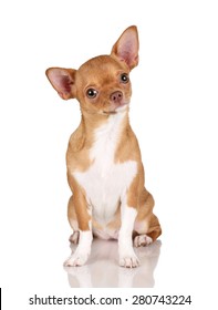 Cute Dog Chihuahua On A White Background