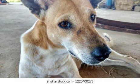 Whitehaired Dog Zoomed Face Stock Photo (Edit Now) 1089214790