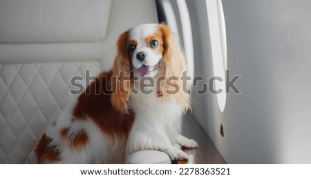 Cute dog cocker spaniel near plane window in private jet. Portrait of adorable puppy in modern luxurious business class airplane interior Imagine de stoc © 