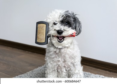 Cute Dog With Comb In The Mouth 