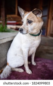 Cute Dog Covered In Mud Posing At The Entrance In The House