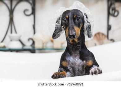 Cute Dog Dachshund, Black And Tan, Takes A Bath With Soap Foam, Wearing A Bathing Cap