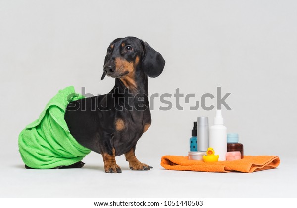 Cute Dog Dachshund Black Tan Wrapped Stock Photo Edit Now 1051440503