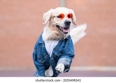 A cute dog in a denim jacket and sunglasses runs merrily down the street. Golden retriever in clothes creative photo
