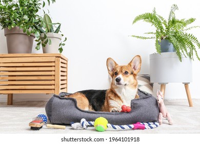 Cute dog with different pet accessories at home