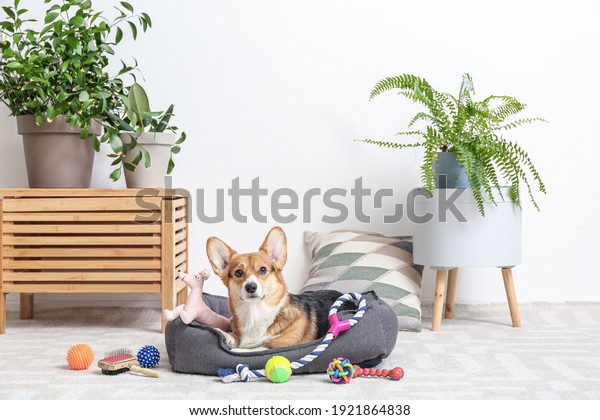 Cute dog with\
different pet accessories at\
home