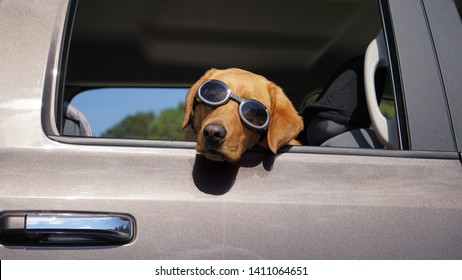 Cute Dog With Doggles On