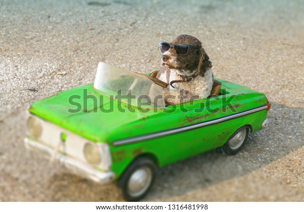 cute dog driving small retro\
car
