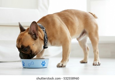 Cute Dog Eating Food