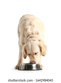 Cute Dog Eating Food From Bowl On White Background