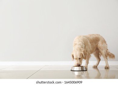 Cute Dog Eating Food From Bowl Near Light Wall