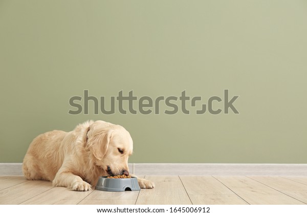 Cute dog eating\
food from bowl near color\
wall