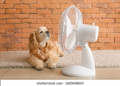 Cute Dog And Electric Fan Near Brick Wall