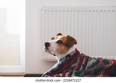 Cute dog and energy saving, cold winter season, central heating economy theme. Staffordshire terrier dog in warm blanket rests in front of heating radiator. - Shutterstock ID 2218471227