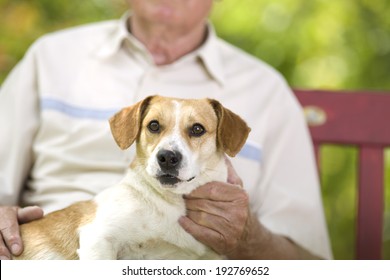 Cute Dog Enjoying Cuddling Of His Elder Owner