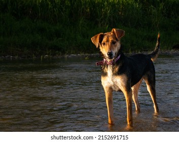 can a old english terrier live in costa rica