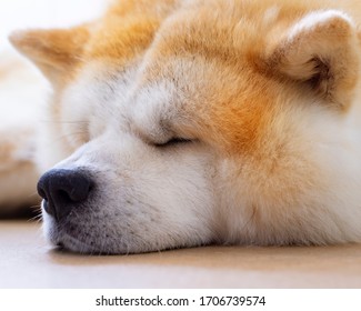 Cute Dog Face Sleeping On The Floor