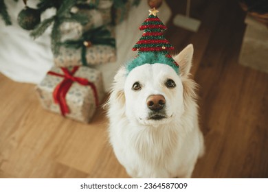 Cute dog with festive tree accessory sitting on background of stylish decorated christmas tree and gifts. Pet and winter holidays. Portrait of sweet white dog in christmas room. Merry Christmas! - Powered by Shutterstock