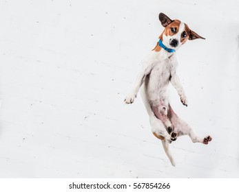 Cute Dog in flight