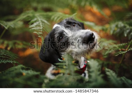 Cute dog in forest. Dog looking from green bush.