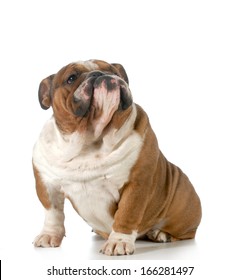 cute dog with funny expression looking up isolated on white background - english bulldog