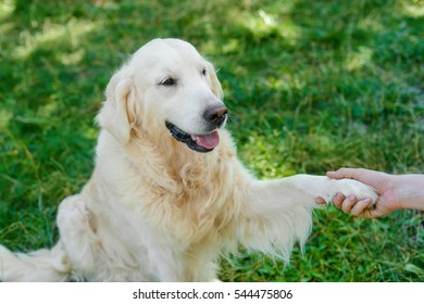 49,385 Holding Paws Images, Stock Photos & Vectors 