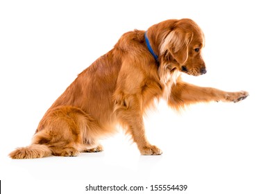 Cute Dog Giving His Paw - Isolated Over A White Background 