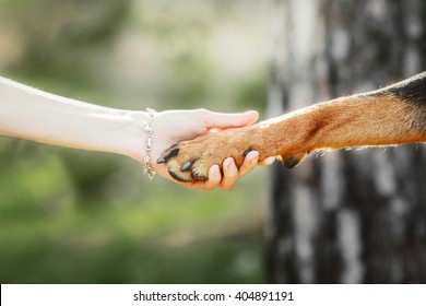 Cute Dog Giving Paw To Woman Outdoors, Closeup. Friendship Between Pet And Owner