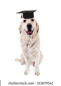 Cute dog  with grad hat isolated on white - education concept
