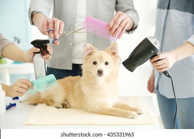 Cute Dog At Groomer Salon