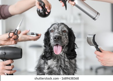 Cute Dog And Groomers With Tools In Salon