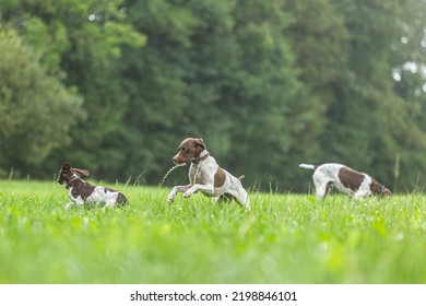 Cute dog group scenery: Portrait of braque francais dogs playing together on a meadow in late summer outdoors