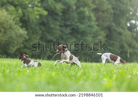 Cute dog group scenery: Portrait of braque francais dogs playing together on a meadow in late summer outdoors