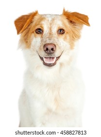 Cute Dog With Happy Smiling Expression Looking Forward Into Camera. Isolated On White. 