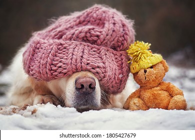 Cute Dog With A Hat Is Sleeping In The Snow Next To His Teddy Bear