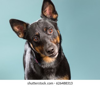 Cute Dog With Head Tilt