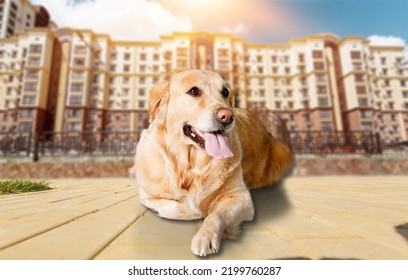 Cute Dog With Heat Stroke Symptoms Lying On The Ground.