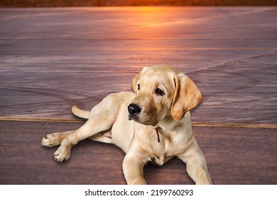 Cute Dog With Heat Stroke Symptoms Lying On The Ground.