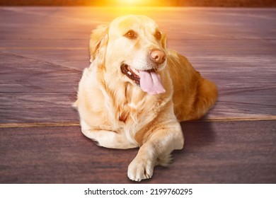 Cute Dog With Heat Stroke Symptoms Lying On The Ground.