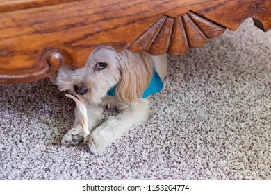 Cute Dog Hides Bone