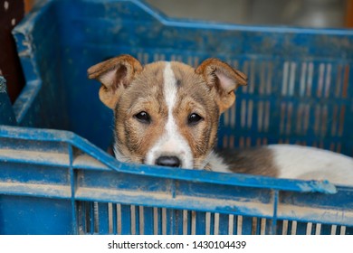 Cute Dog Hiding In The Basket And Looking Fir Something