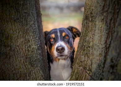 Cute Dog Hiding Behind The Tree.