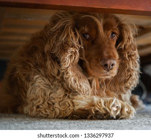 Cute Dog Hiding Under Bed