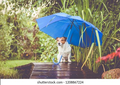 Cute Dog Hidings From Rain Under Blue Umbrella On Wet Wooden Bridge