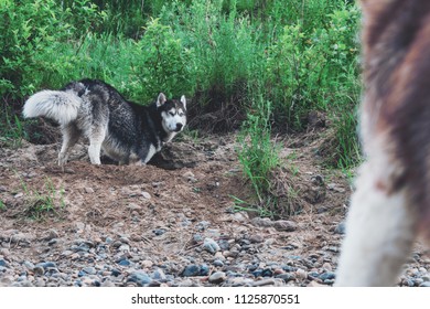 Cute Dog Husky Digs Pit In The Ground. Muzzle Doggy In The Sand. Crafty Face Siberian Husky.