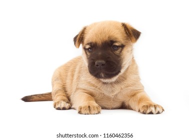 Cute Dog Isolated On White Background