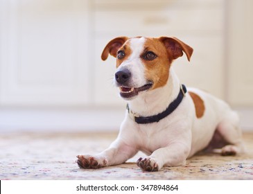 Cute Dog Jack Russel Terrier Laying In The Kitchen Floor On Carpet.