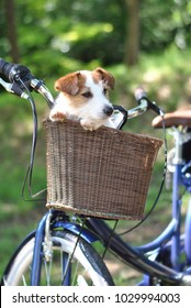 CUTE DOG JACK RUSSELL SITTING IN A BICYCLE BASKET ON SUMMER DAYS. NATURAL GREEN BACKGROUND.
